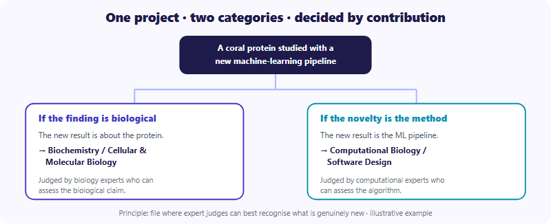 One project, two possible categories, decided by contribution. The example project studies a coral protein using a new machine-learning pipeline. Path A: if the novelty is the biological finding about the protein, file under Biochemistry or Cellular and Molecular Biology, where judges are biology experts. Path B: if the novelty is the machine-learning pipeline itself, file under Computational Biology and Bioinformatics or Software Design, where judges are computational experts. The principle: choose the category whose expert judges can best recognise what is genuinely new in your work.